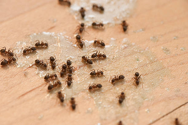 Insect Control in Cedaredge, CO